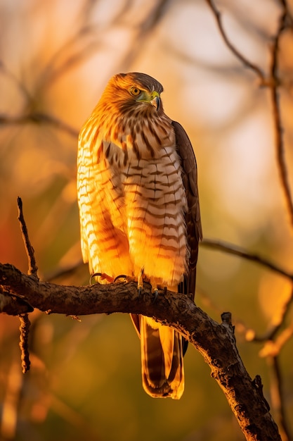 Free Photo beautiful hawk in nature