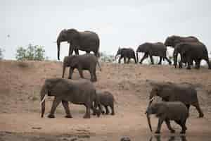 Free photo beautiful herd of african elephants