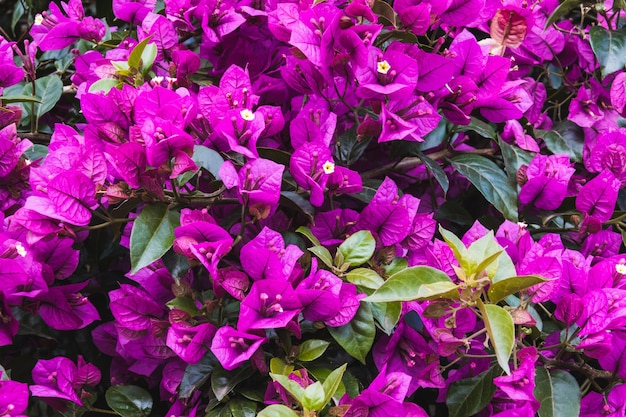 Free Photo beautiful high angle shot of bougainvilleas