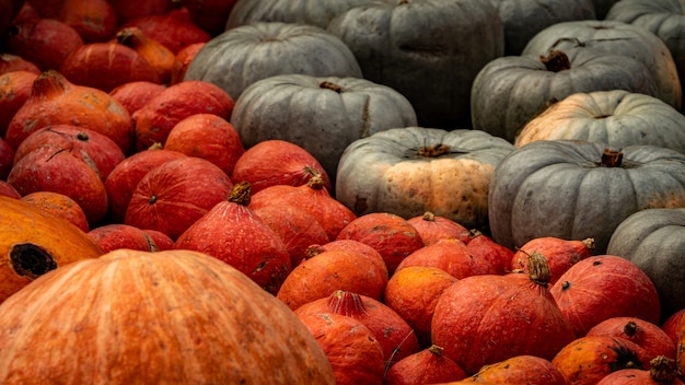 Beautiful high angle shot of many colorful pumpkins after the harvest