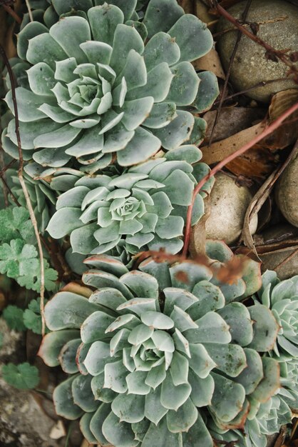 Beautiful high angle shot of white Mexican roses in the sand