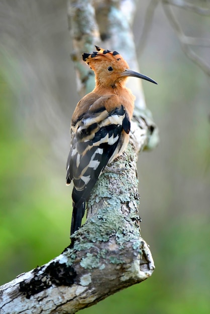 Free Photo beautiful hoopoe possing on branch