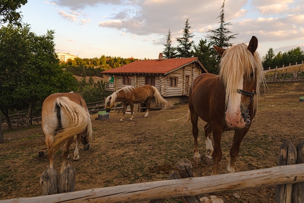 Free Photo beautiful horses on the farm during daytime