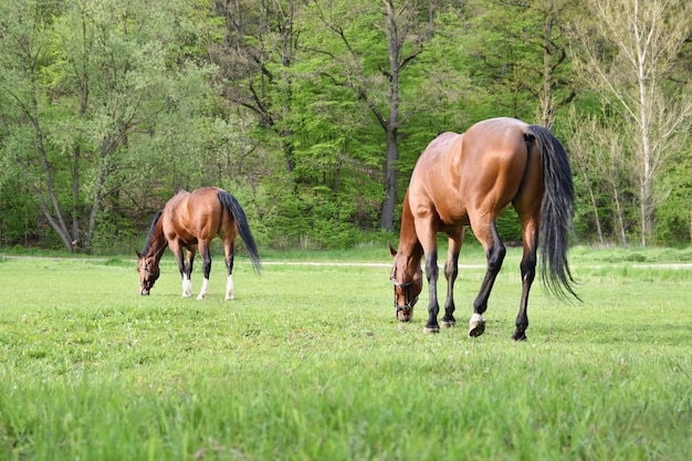 Beautiful horses grazing freely in nature.