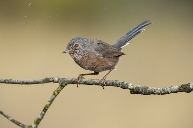 Beautiful hot of a male Subalpine warbler bird (Sylvia cantillans) on a branch of a tree