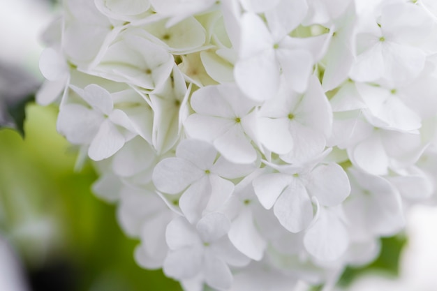 Beautiful hydrangea flower close up