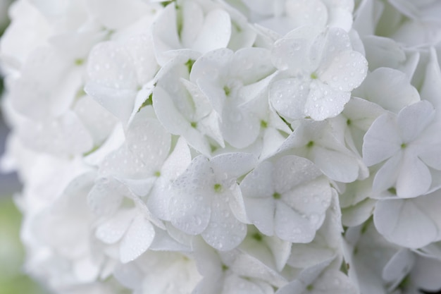 Beautiful hydrangea flower close up