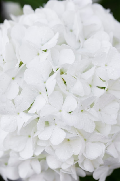 Beautiful hydrangea flower close up