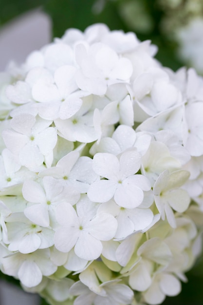 Free photo beautiful hydrangea flower close up