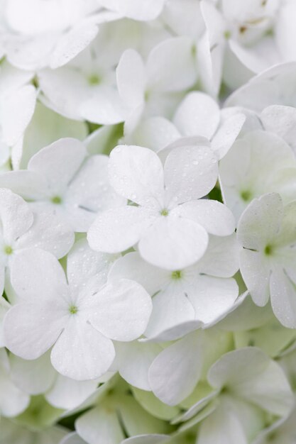 Beautiful hydrangea flower close up