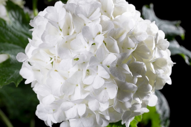 Free photo beautiful hydrangea flower close up