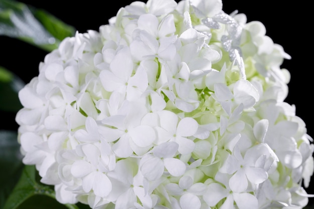 Beautiful hydrangea flower close up