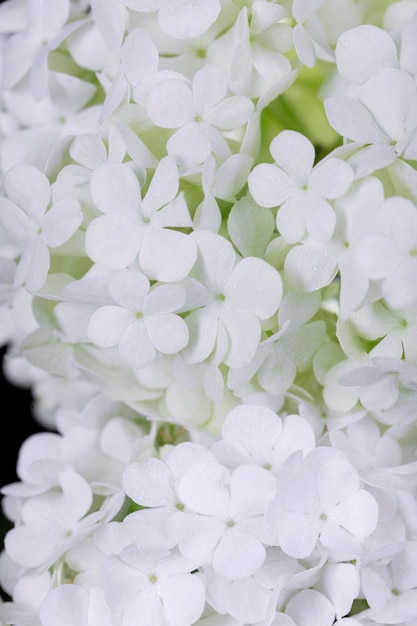 Free Photo beautiful hydrangea flower close up