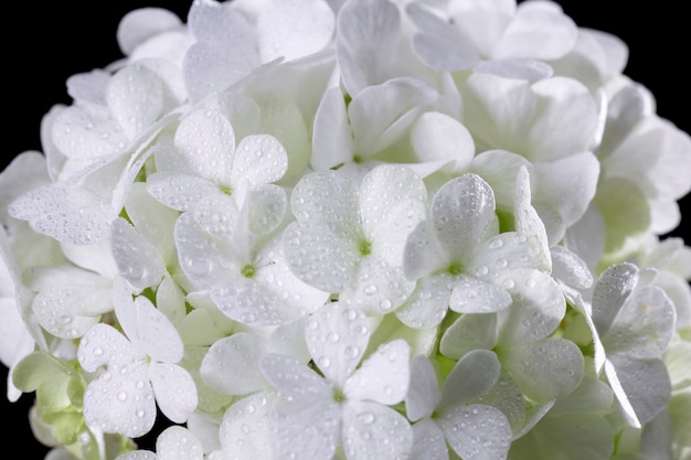 Free photo beautiful hydrangea flower close up