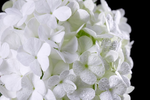 Beautiful hydrangea flower close up