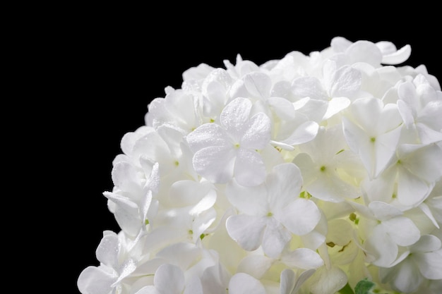 Free photo beautiful hydrangea flower close up