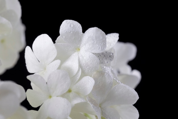 Free Photo beautiful hydrangea flower close up