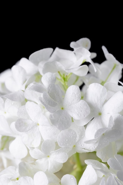 Beautiful hydrangea flower close up