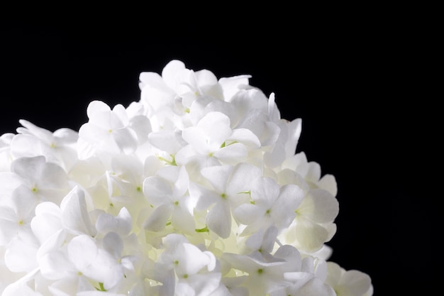 Free Photo beautiful hydrangea flower close up