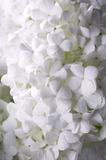 Beautiful hydrangea flower close up