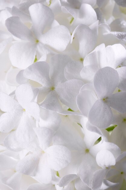 Beautiful hydrangea flower close up