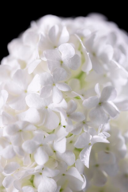 Beautiful hydrangea flower close up