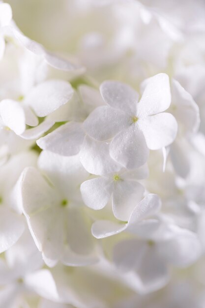 Beautiful hydrangea flower close up