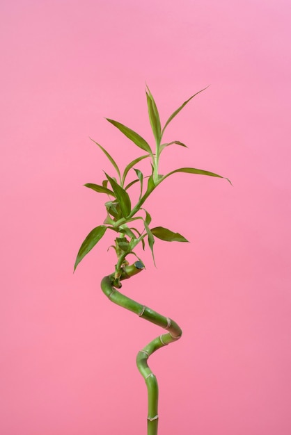 Free photo beautiful ikebana arrangement with bamboo