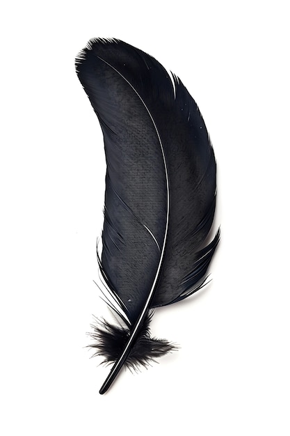 Free photo beautiful isolated feather