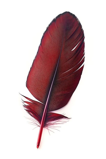 Free photo beautiful isolated feather