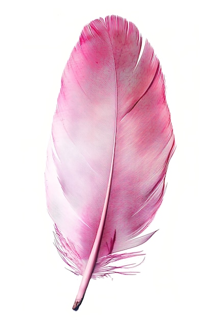 Free Photo beautiful isolated feather