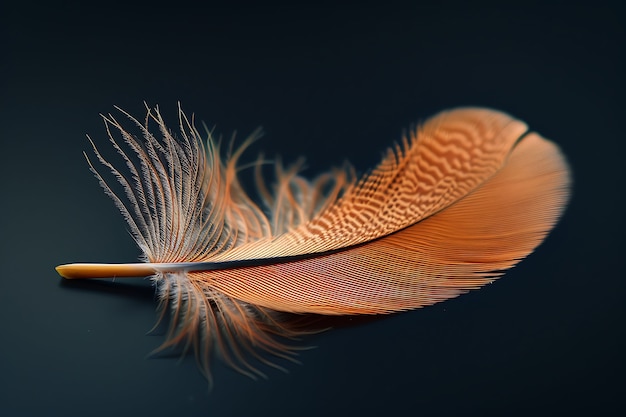 Free Photo beautiful isolated feather