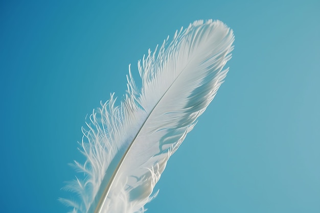 Free photo beautiful isolated feather