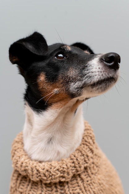 Beautiful jack terrier dog pet portrait