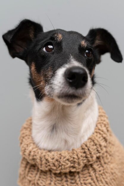 Beautiful jack terrier dog pet portrait