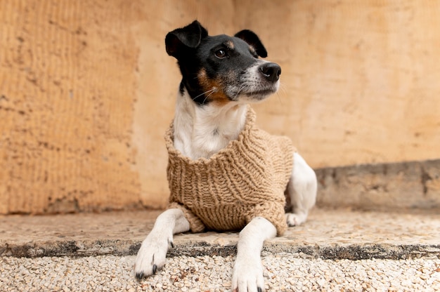 Beautiful jack terrier dog pet portrait