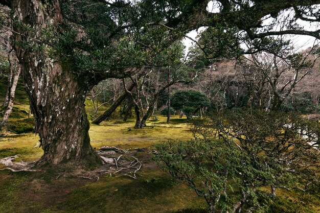 Beautiful japanese garden