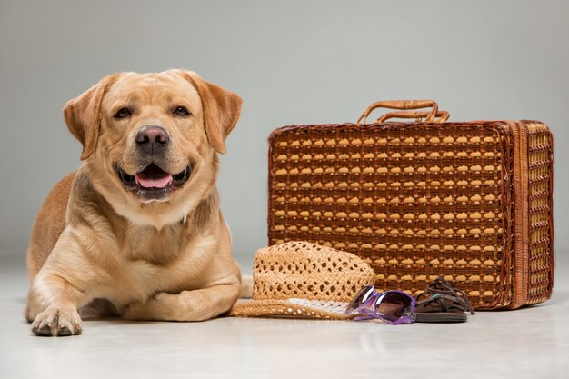 Beautiful labrador with the suitcase