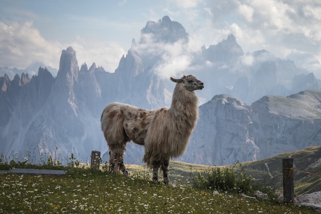 A beautiful lama with mountains in the background 