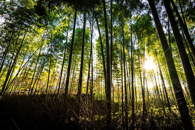 Free photo beautiful landscape of bamboo grove in the forest at arashiyama kyoto