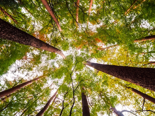 Free photo beautiful landscape of big tree in the forest with low angel view