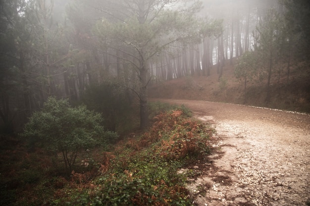 Free Photo beautiful landscape of forest road