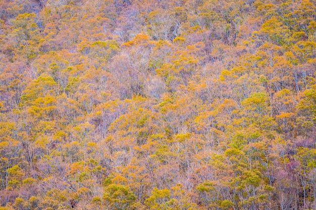 Beautiful landscape a lot of tree with colorful leaf around the mountain 