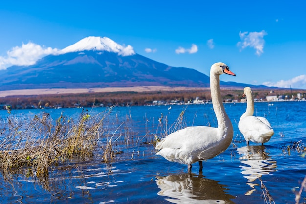 Beautiful landscape of mountain fuji around yamanakako lake