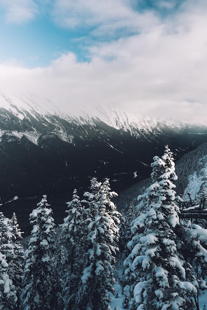 Free photo beautiful landscape of trees on the hills covered in snow