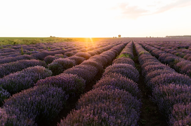 Free photo beautiful landscape with flower field