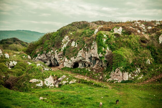 Beautiful landscape with green-covered rocks, caves, and dogs