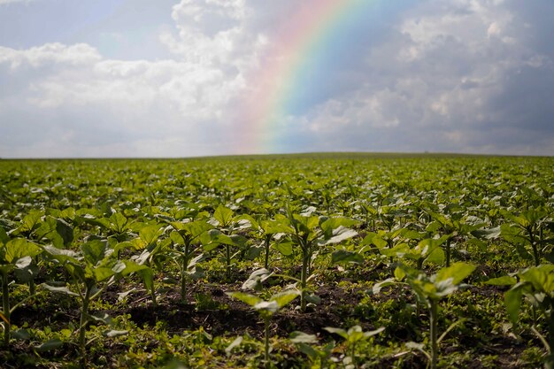 Beautiful landscape with rainbow and plants