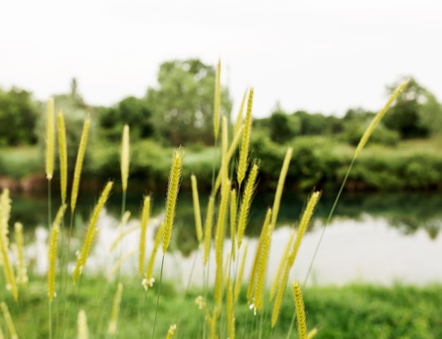 Free photo beautiful landscape with river