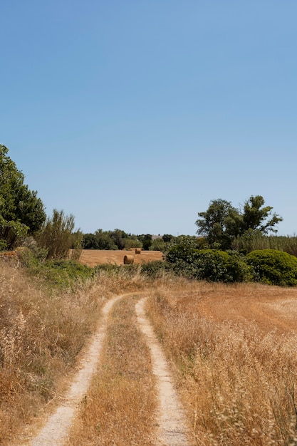 Free Photo beautiful landscape with road